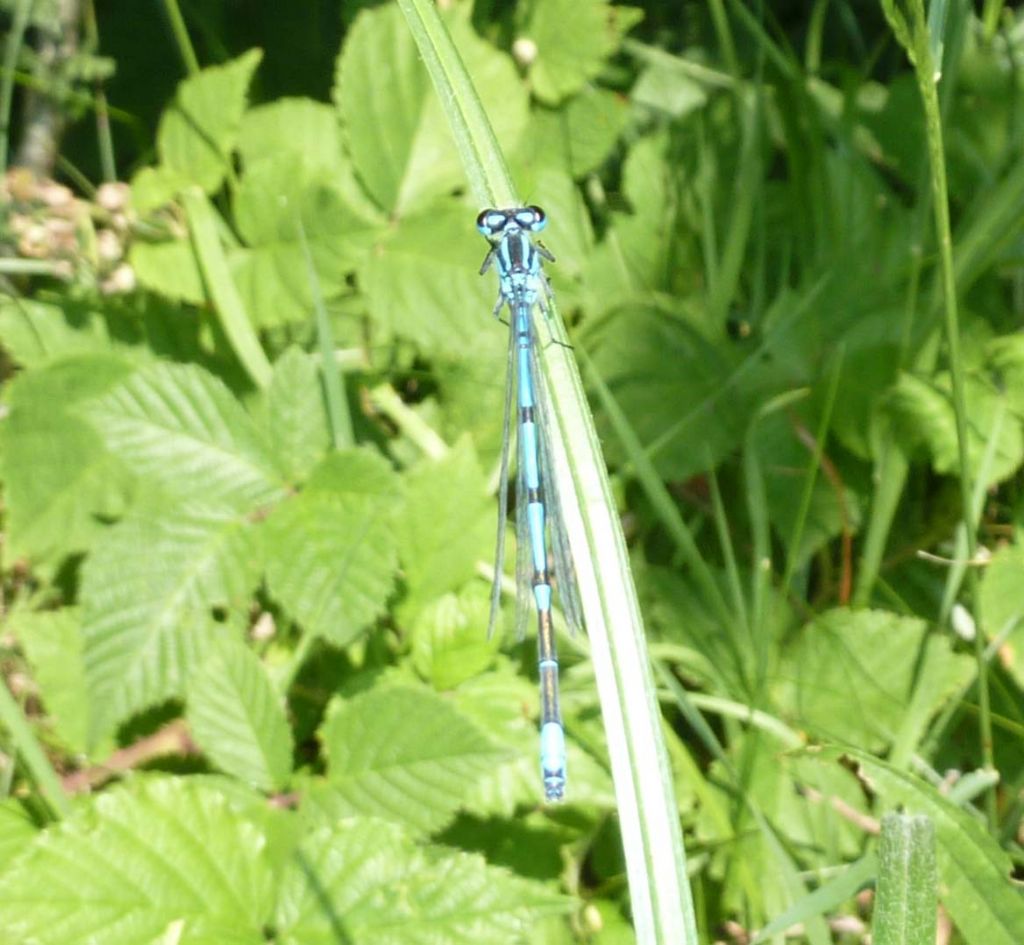 Libellule laghetto di Ortanella (Esino lario, LC)
